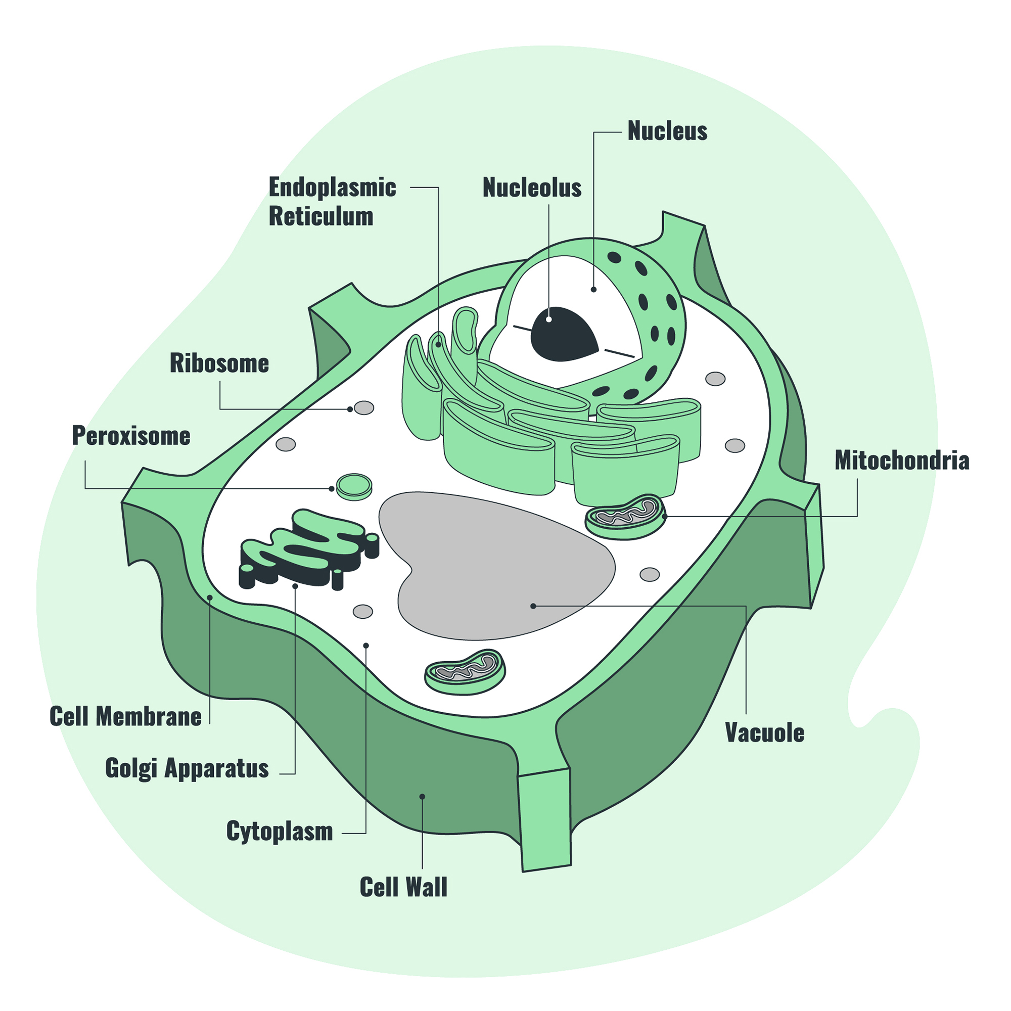 Plant Cell Diagram